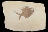 Jurassic Fossil Moon Fish (Gyrodus) - Solnhofen Limestone #165827-1